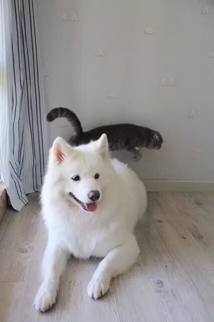 一个发现：其实长毛动物也怕冷！！网友：装的，博同情！！！！