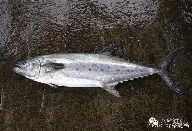 加鰆 转海鲜大叔的微信朋友圈:体长两米五左右,重达两百八十斤的大鱼