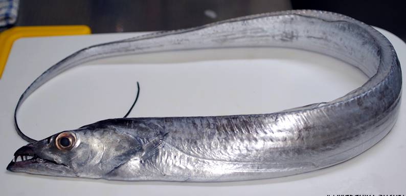 油带鱼你了解吗国产带鱼有几种