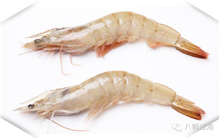 南美白对虾全球养殖产量第一的对虾
