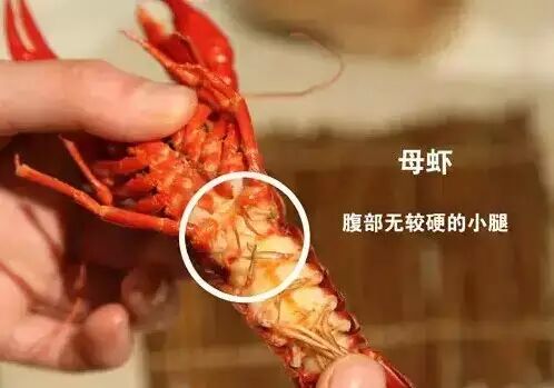 小龙虾吃法全攻略:不仅要分大小,还要分公母!