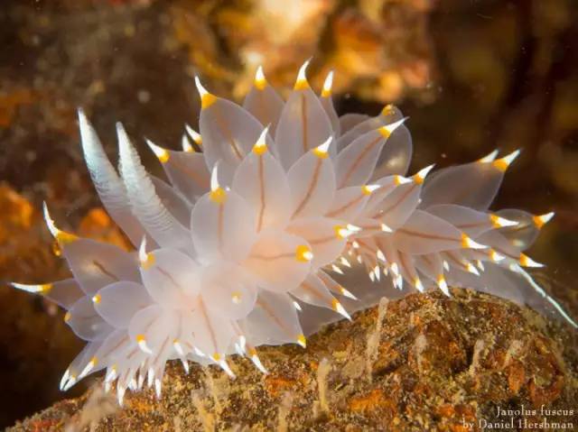 神秘的海底总是有各种神奇的生物带给我们惊喜,海蛞蝓