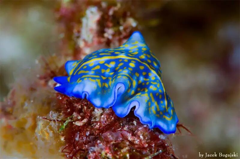 人人都爱-海蛞蝓