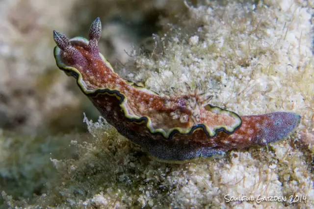 海洋最萌动物海蛞蝓