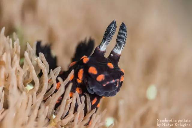 海洋最萌动物海蛞蝓