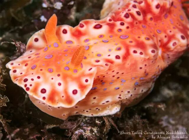 海蛞蝓种类很多,有的通体多彩亮丽,有的晶莹剔透,有的全身呈现黄色并