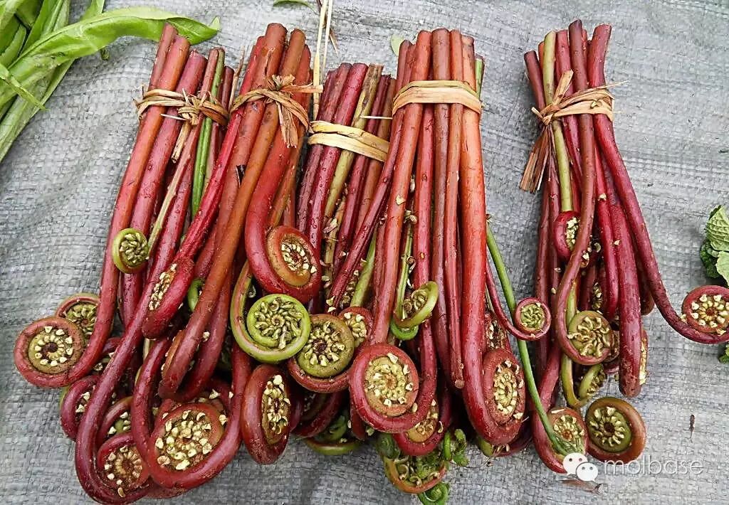 "长寿菜"竟含比肩苯胺,苏丹红,二甲苯的iii类致癌物