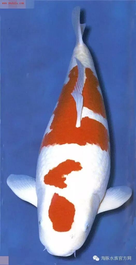 "夜碟""楼兰"2013年首届"海豚杯"锦鲤品评会全场总合冠军,超75部红白