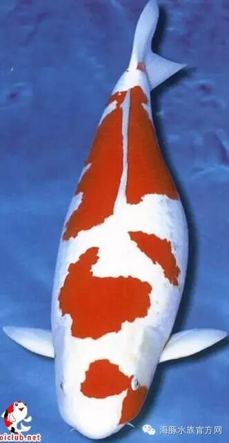 "楼兰"2013年首届"海豚杯"锦鲤品评会全场总合冠军,超75部红白,东莞明