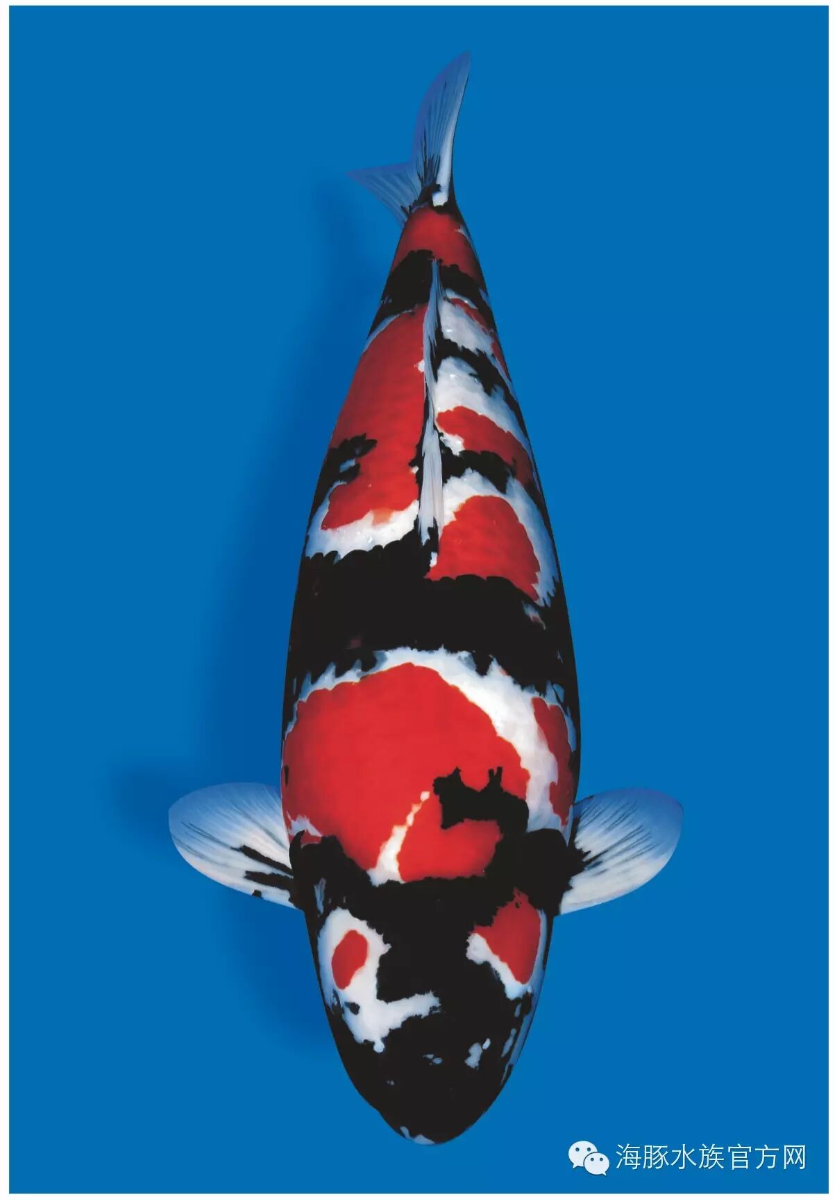 锦鲤特辑第三集