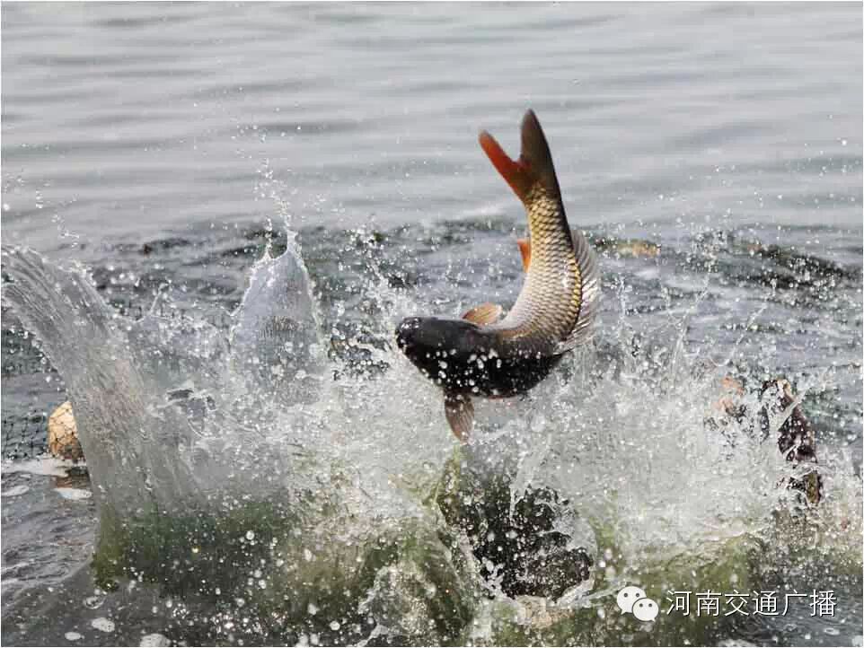 2015黄河金首届郑州黄河鲤鱼文化节暨开渔节
