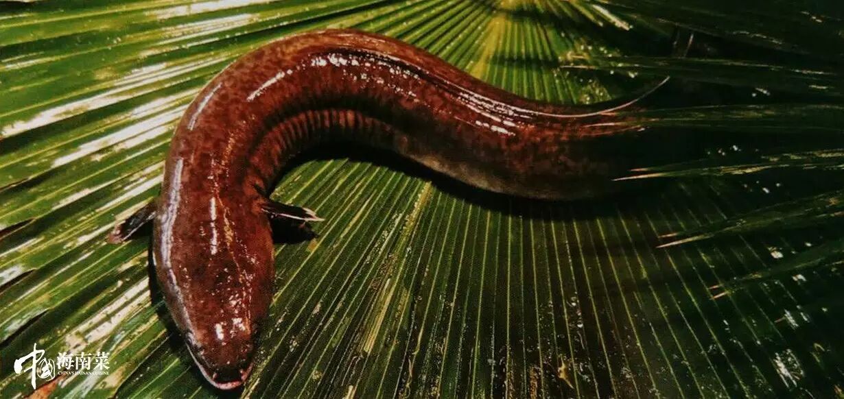 临高县渔产资较为丰富,心盛产墨鱼,蛟鱼,鱿鱼等,这儿产的金钱鱿鱼,以