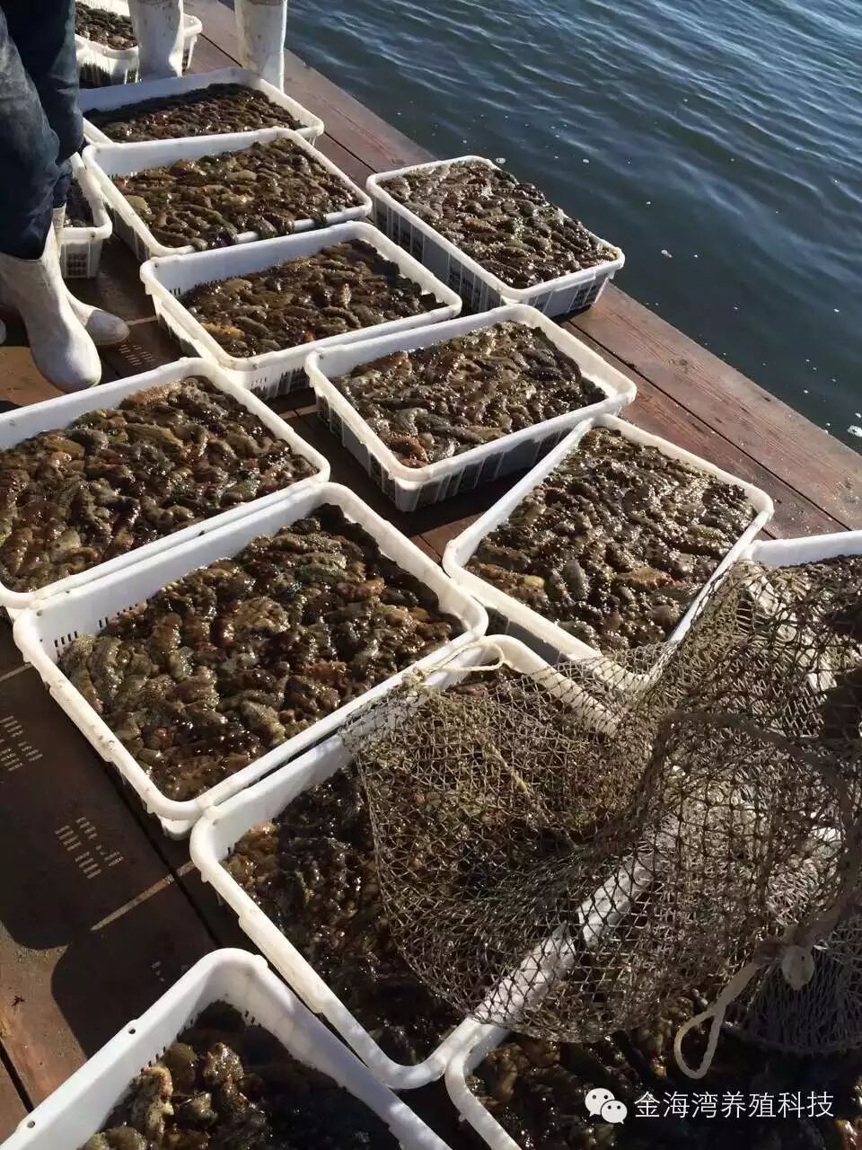 【技术分享】海参养殖综合管理技术新法推介