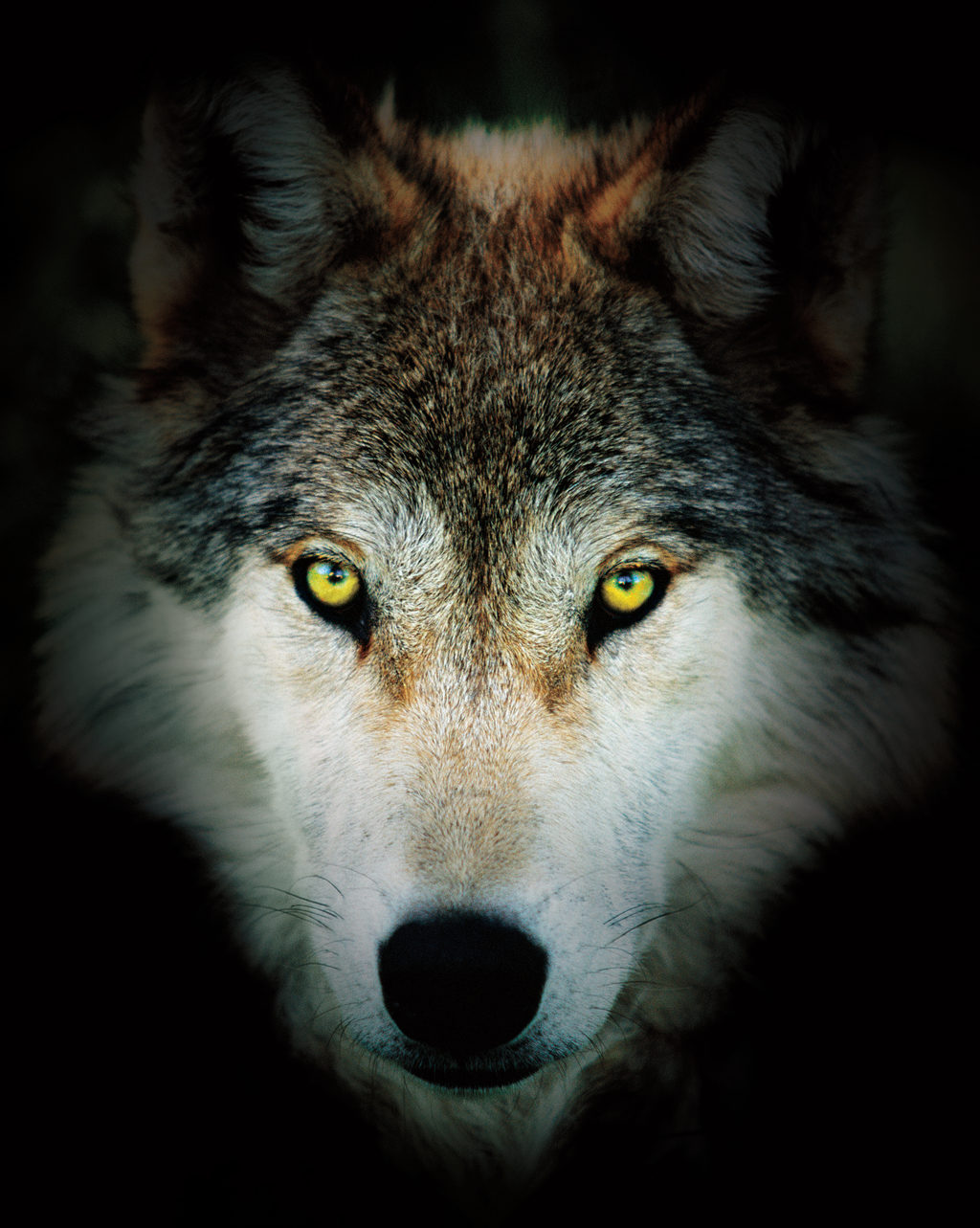 狼眼睛发绿光图片图片