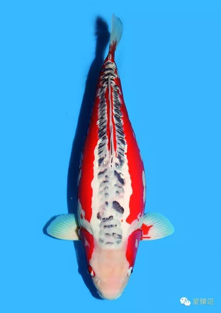 展现粗狂之美的锦鲤——秋翠