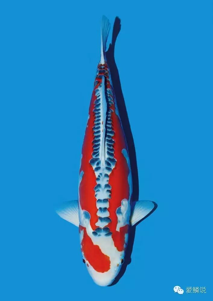 展现粗狂之美的锦鲤——秋翠