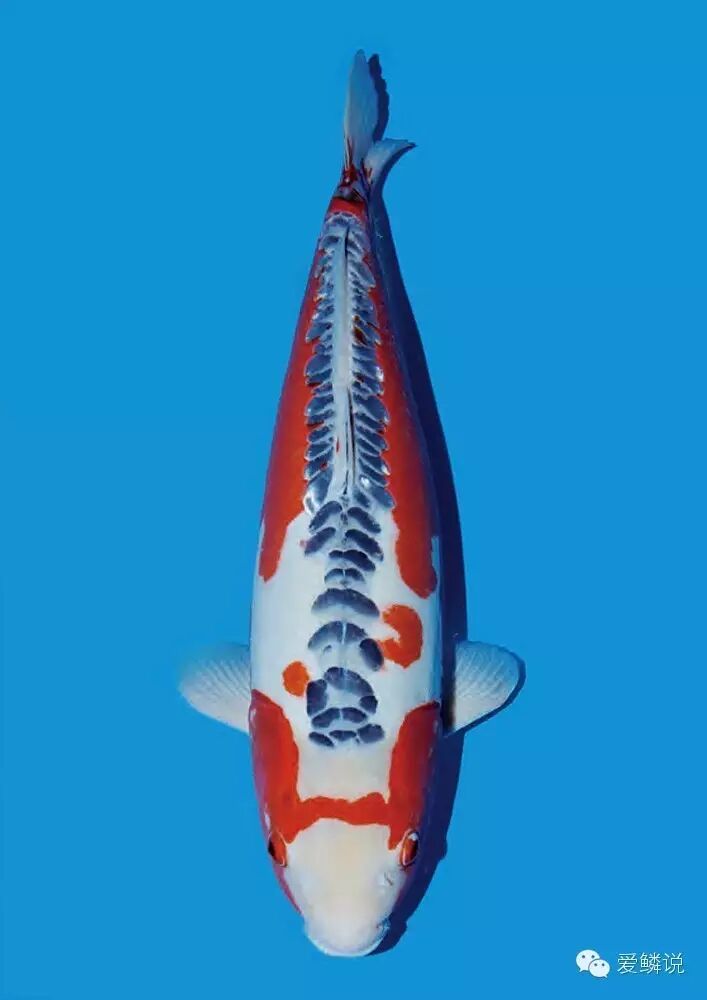 展现粗狂之美的锦鲤——秋翠