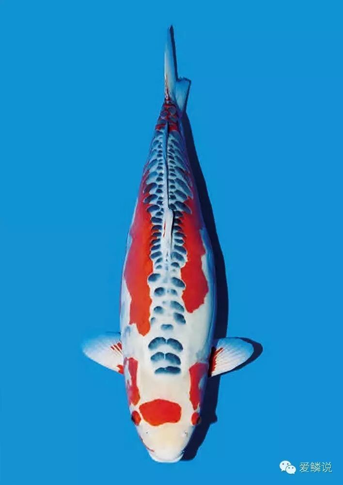 展现粗狂之美的锦鲤——秋翠