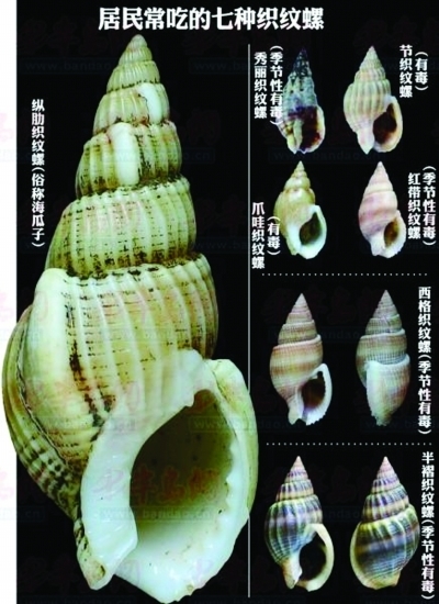 這7種螺含劇毒可致命卻隱藏很深水產人都不一定認得