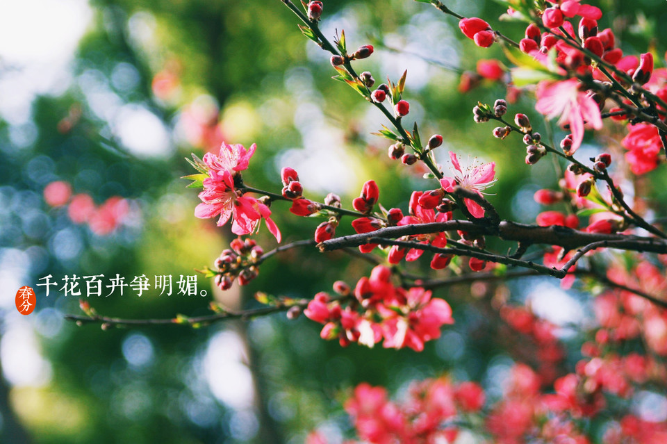 二十四节气之春分似曾相识燕归来