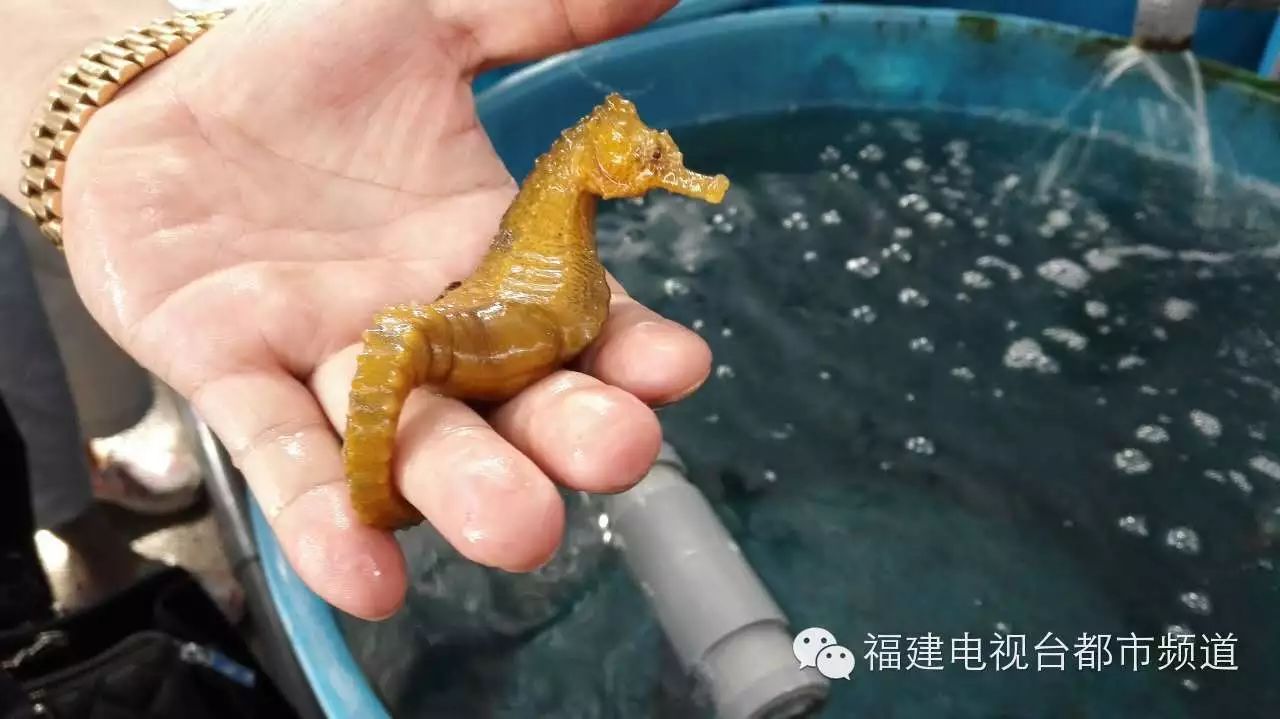 野生海马濒危灭绝 人工养殖势在必行