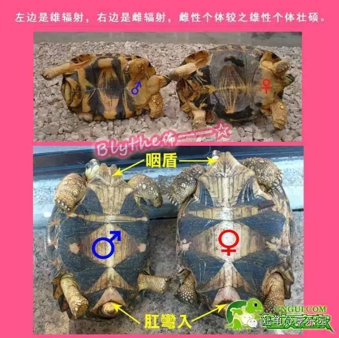 小乌龟分辨公母图片