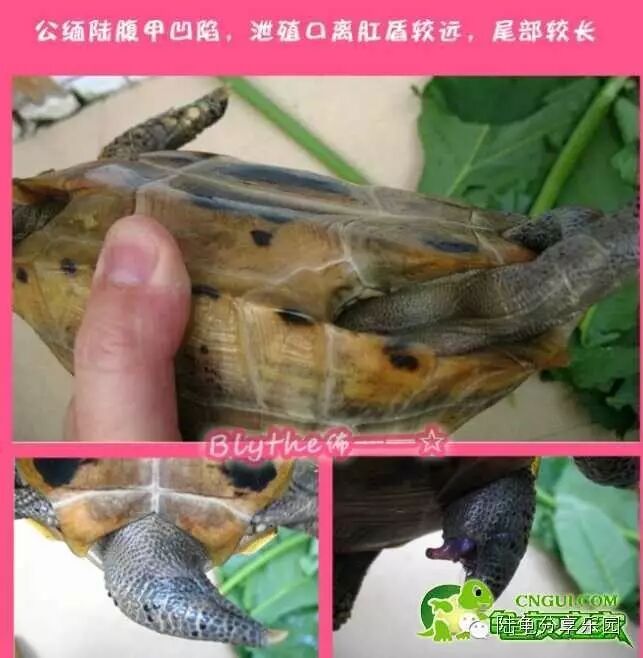 配图学习-常见陆龟区别公母的方法(总汇)