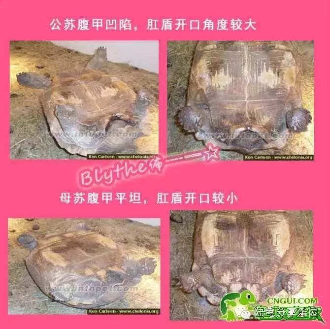 怎么简单的分辨出陆龟的公母