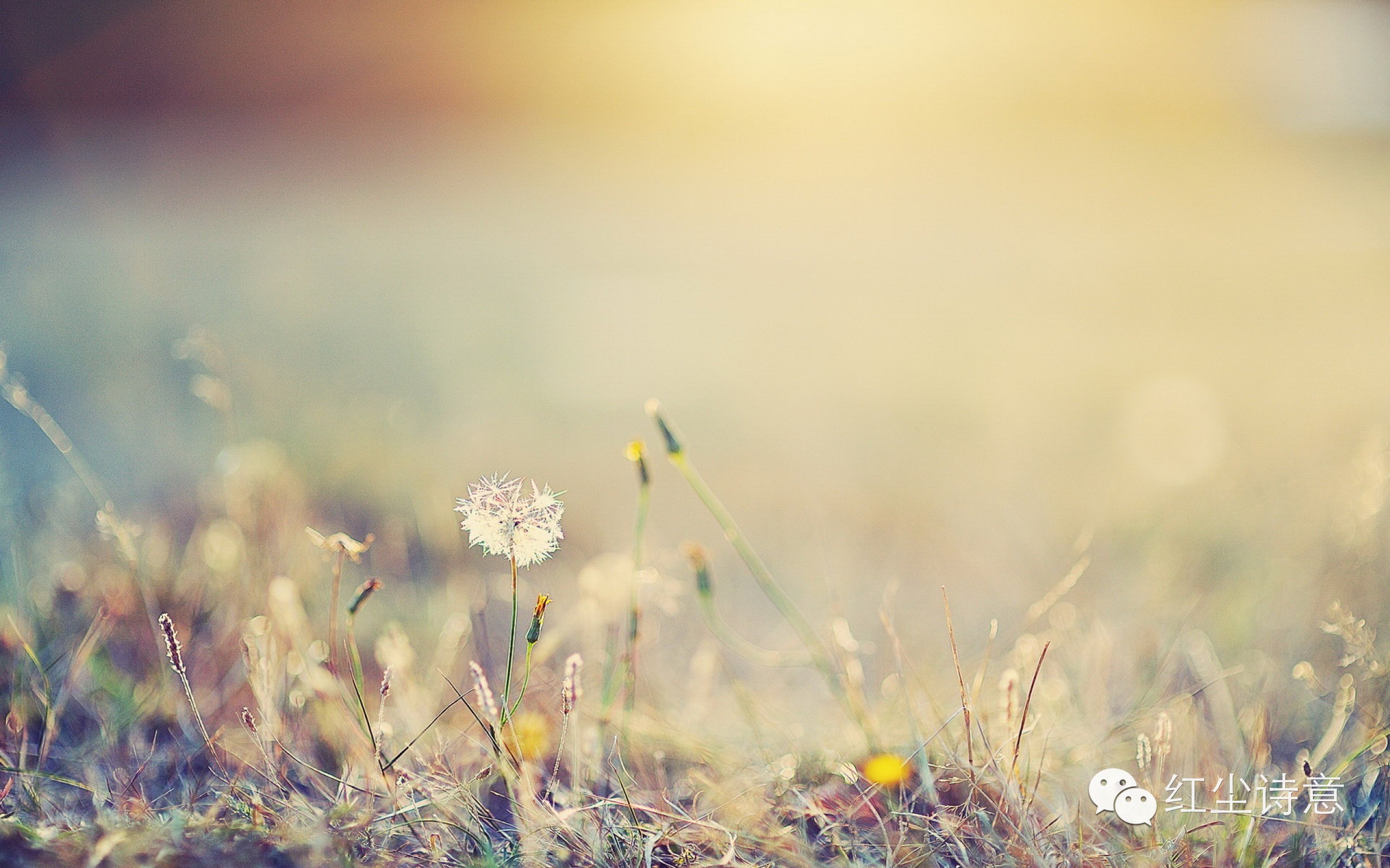 只愿在静好的时光里寻一抹暖,铭记于指尖,平淡地走过这薄凉的岁月