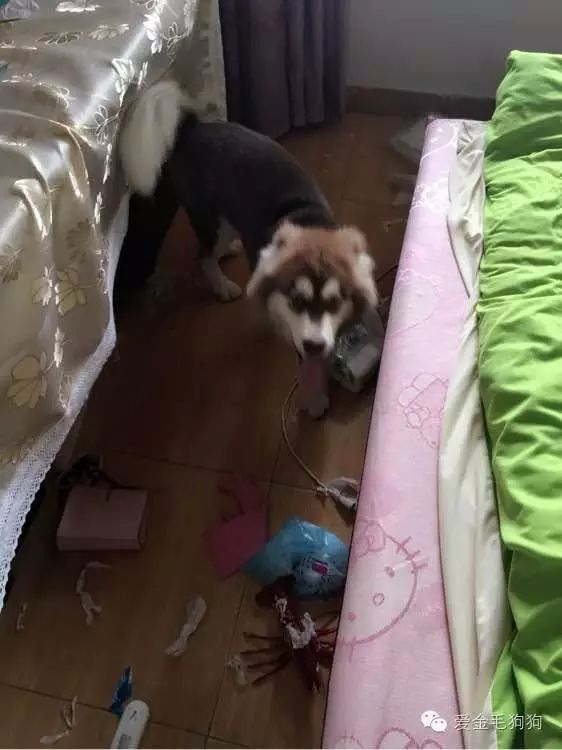 金毛看到主人回家，突然跑入房间，原来是为了公