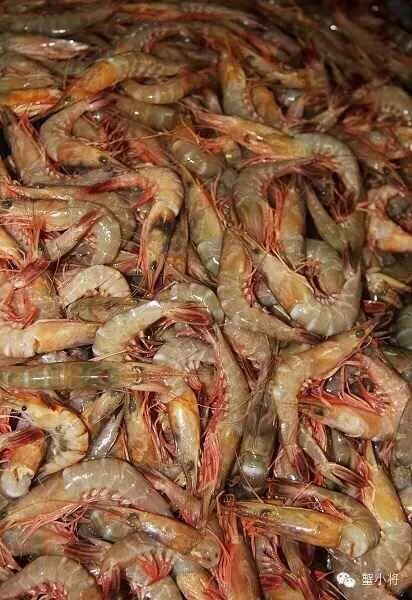 东海野生活皮虾的科普介绍