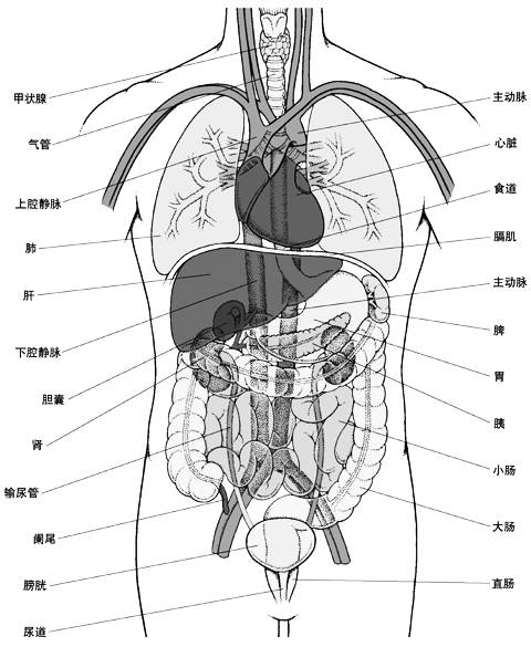 主要包括人体胸腹部内脏器官的分布:肝脏,胆囊,胃,肾,小肠,脾,直肠