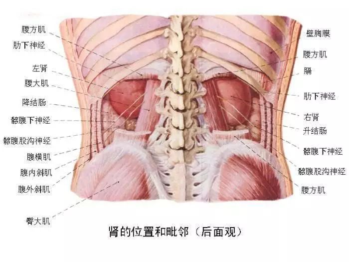 人體腹部結構圖_醫學界-助力醫生臨床決策和職業成長