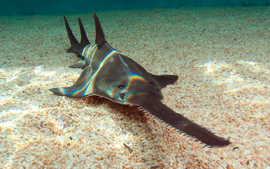 悉尼水族馆(sydney aquarium)又称杰克逊港,被称为世界第一美港,(第