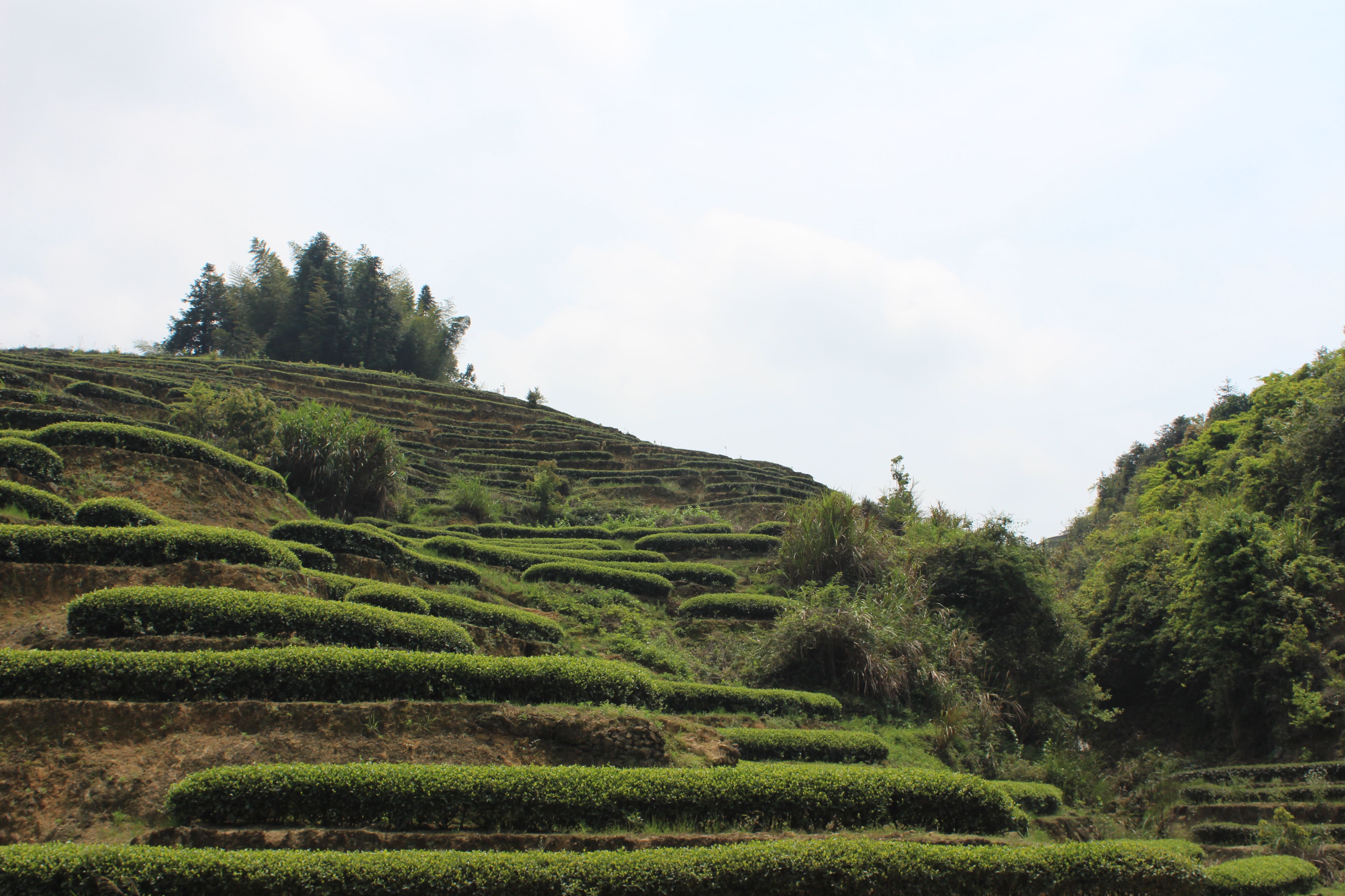 突破春水秋香的铁观音在哪里