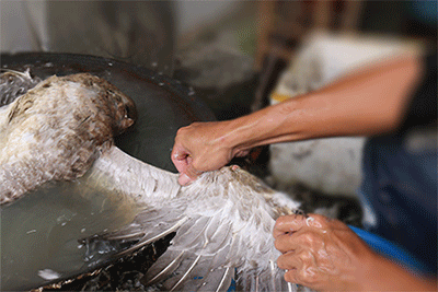 原生态放养,让鹅自由生长 不喂饲料,只食青米 养到最佳月份才杀鹅卤