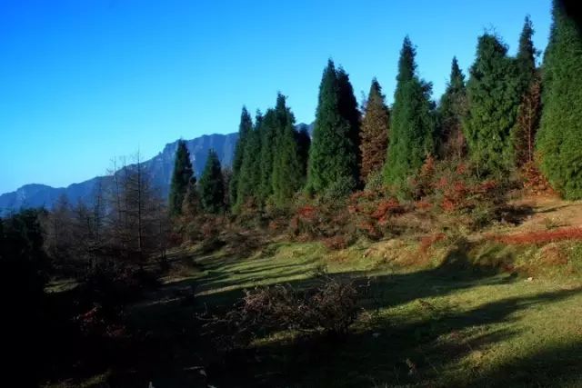 夏天避暑,山王坪比金佛山更原始,天气晴好的时候,蓝到耀眼的天空配上