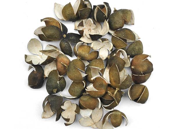 青皮是什么鬼 跟陈皮有啥不同?