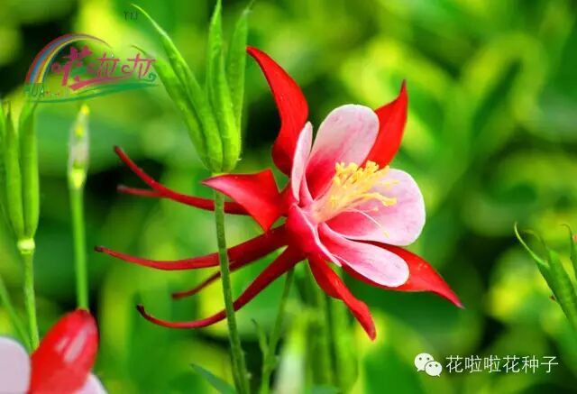 花种子批发 野花组合种子 一二年生花种