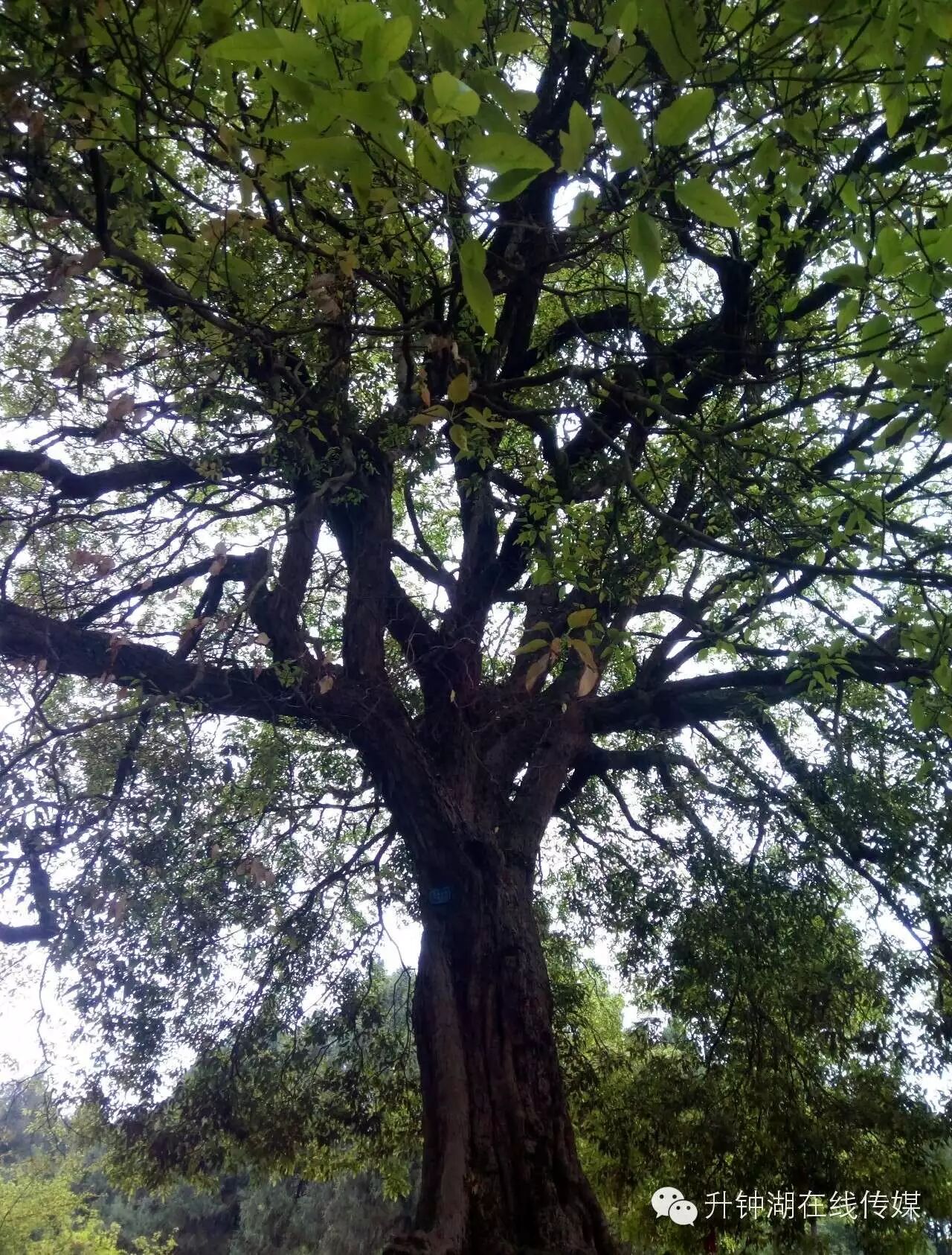 张家嘴千年飞蛾树!