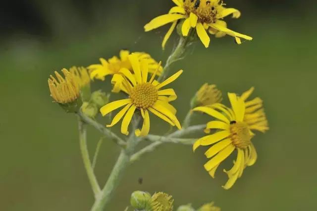 8月13日狮子星座花 泽菊 秋麒麟草 Flowerlanguage花时间 微信公众号文章阅读 Wemp