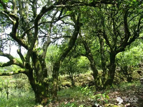 凤凰单丛香型之 | 娘仔伞