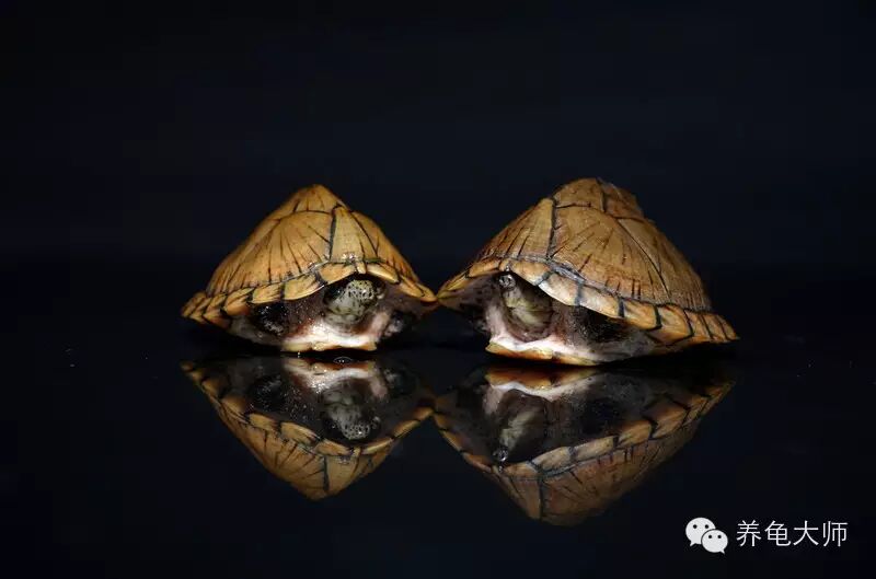 剃刀龟介绍及问题解答