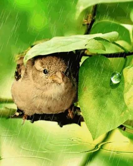 动物避雨好萌