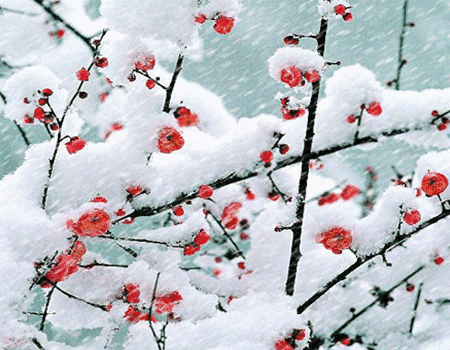 



梅与雪的重逢
