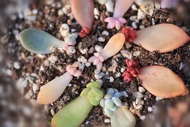 叶插，让你的多肉顺利传宗接代