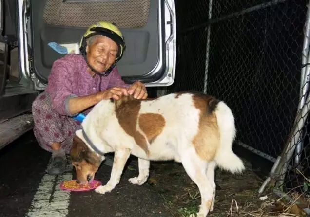 不分白昼,婆婆每天走遍大街小巷,想要给这些没有「家」的猫狗们,感受