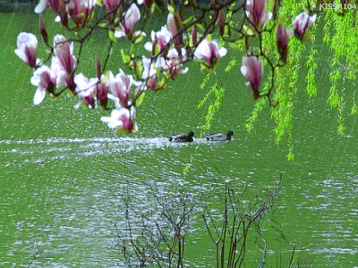 似一阵清风吹过古诗词这样描述柳树之美