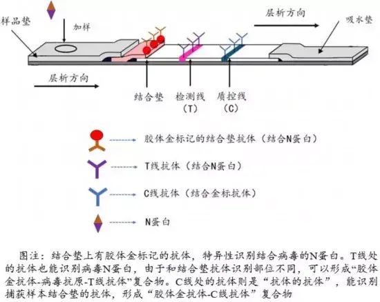 橘子汁做抗原出现假阳性？专家详解