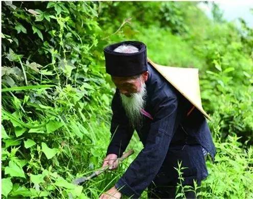 贵州苗族采药图片图片